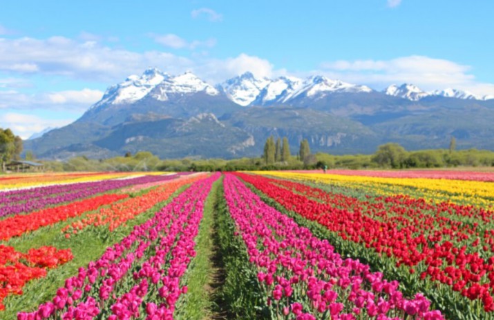 Un paraso en la Patagonia: el campo de tulipanes que crea una experiencia nica a 20 km de la cordillera